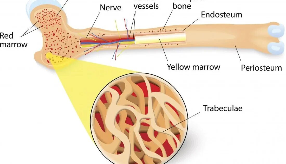 Красный мозг костей. Желтый костный мозг препарат. Строение кости красный костный мозг. Структура костного мозга.