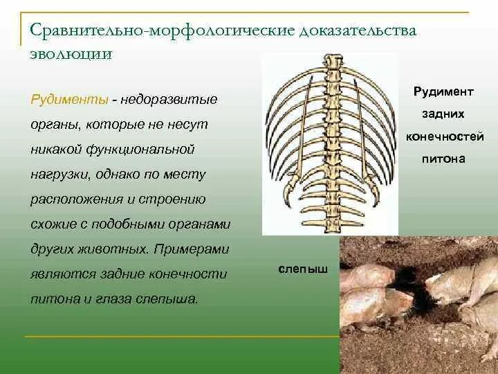 Рудимент у питона. Рудименты у животных примеры. Рудименты органы животных. Рудименты у животных и растений.