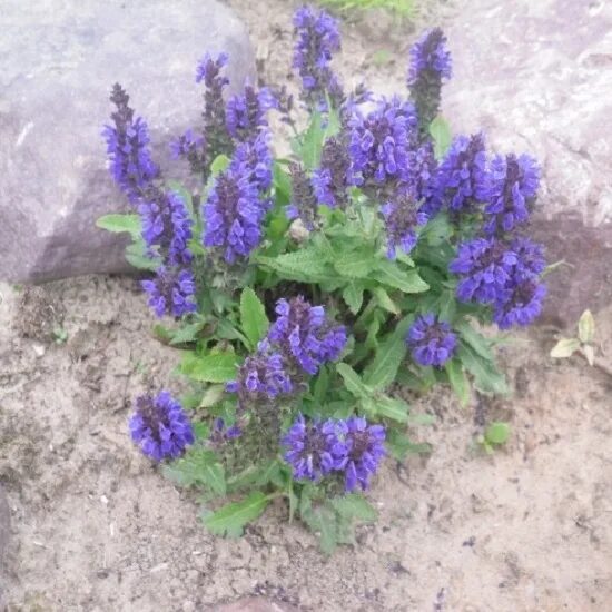 интернет магазин цветок поволжья. интернет магазин цветок поволжья. гвоздика травянка конфетти вайт. люпин гибрид. цветы поволжья фото.