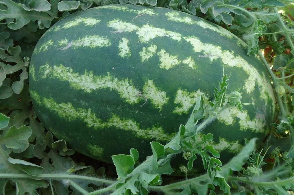 Арбуз обыкновенный шерстистый. Арбуз carolina cross. Гигантский арбуз. Большой арбуз слаще. Самый большой арбуз в мире.
