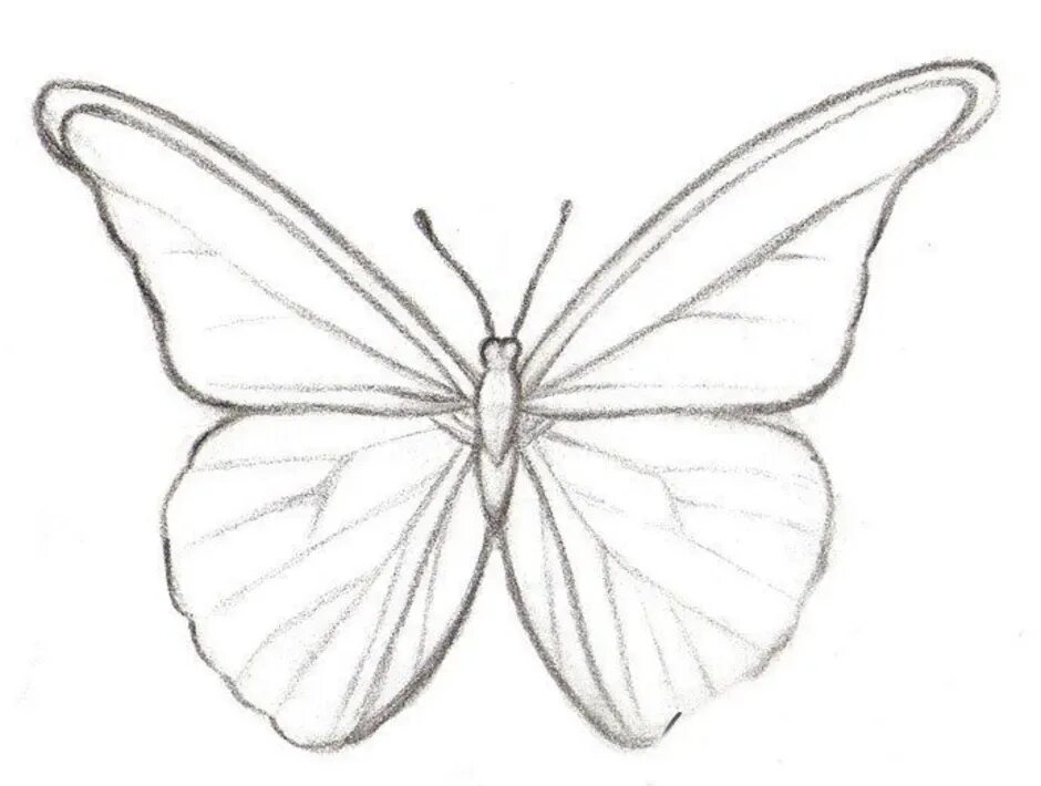 Бабочка рисунок. Бабочка рисунок легко. Красивая бабочка рисунок карандашом. Рисунок бабочки карандашом для срисовки. Рисование бабочки.