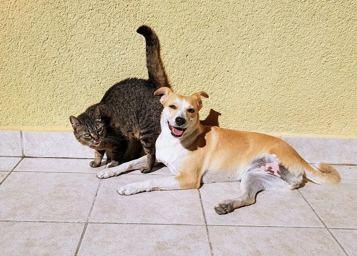 Кошки и собаки. Кот и собака дружат. Породы кошек и собак. Интересные домашние животные. Купили коту собаку