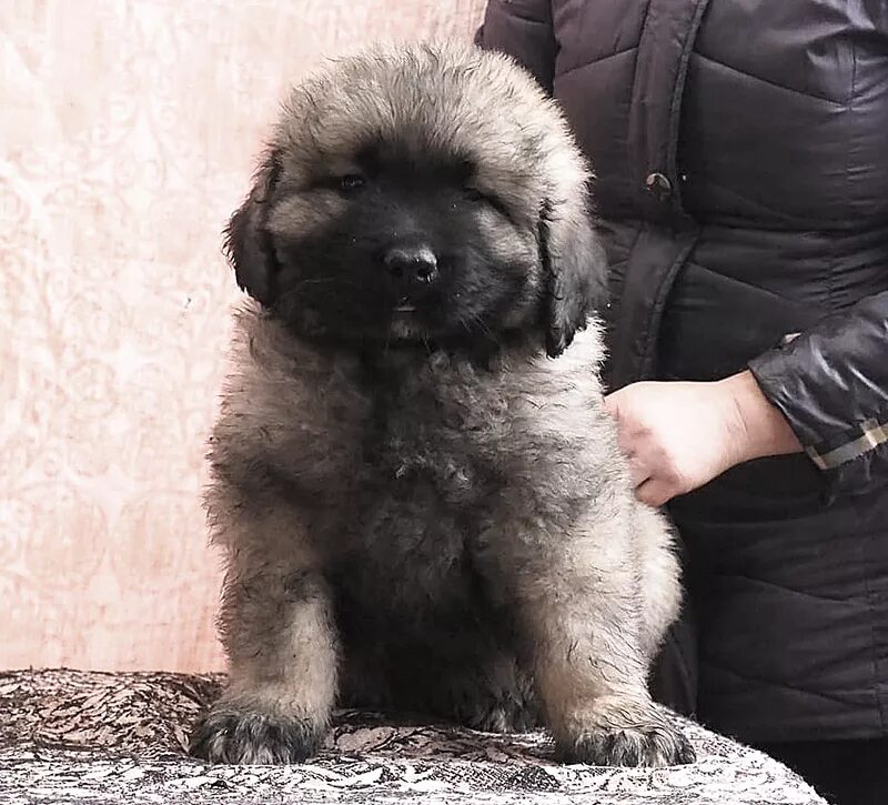 щенок кавказской овчарки 2 месяца. щенки кавказской овчарки месяца. кавказская овчарка щенок 1. кавказская овчарка щенок 2. щенки кавказской овчарки месяца.