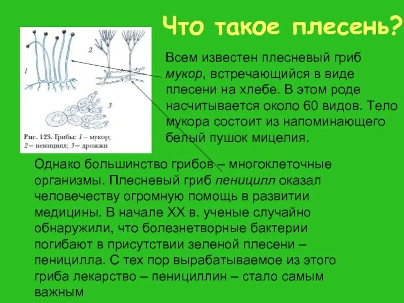 Где поселяется плесень. Сообщение о плесени. доклад о плесневых грибах. плесень доклад. сообщение на тему плесень.