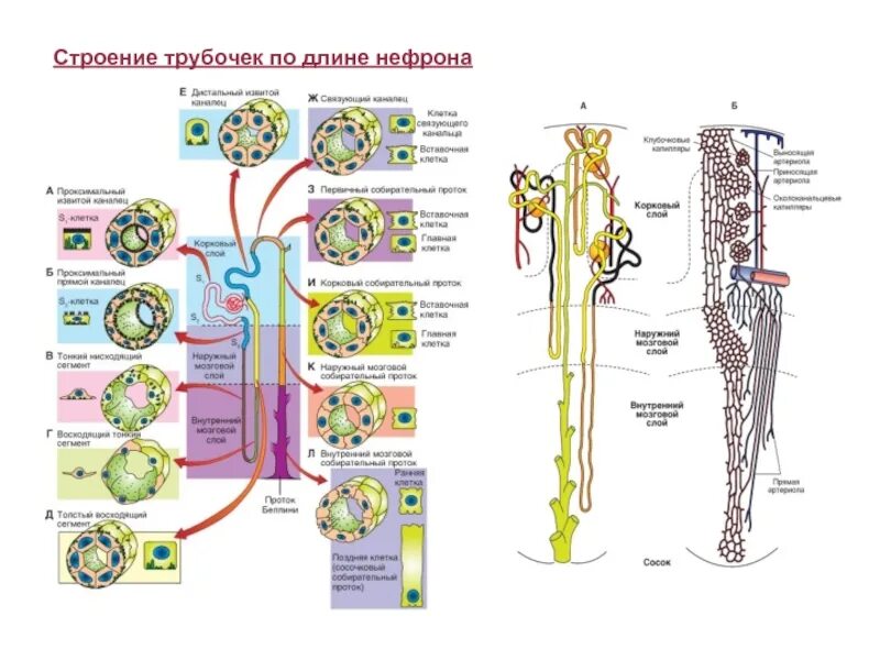 Строение трубочек. Строение трубочек по длине нефрона. Вставочная трубка нефрона. Строение нисходящих трубочек нефрон. Вставочные клетки собирательных канальцев.