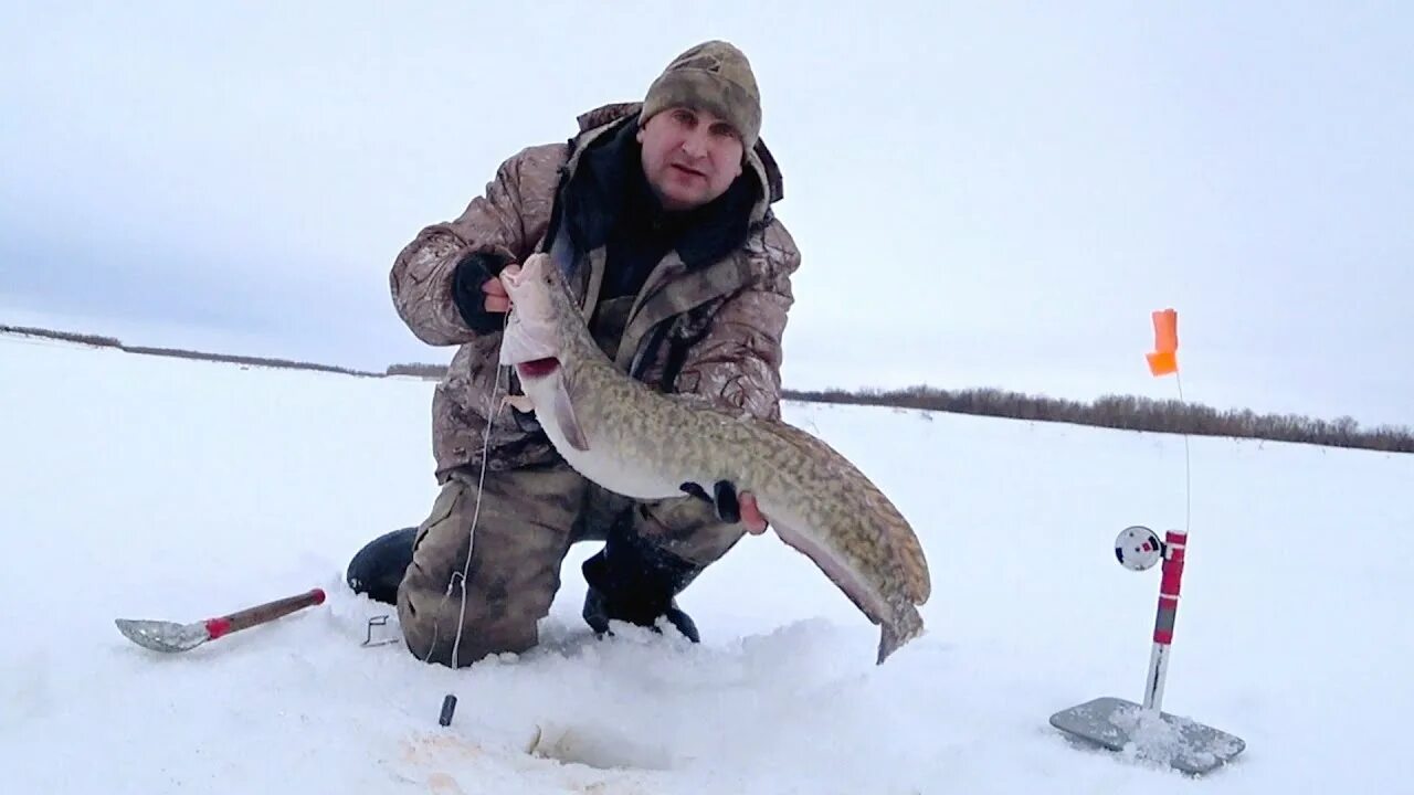 Клев налима. Ловля налима. зимняя рыбалка. рыбалка на щуку. налим.