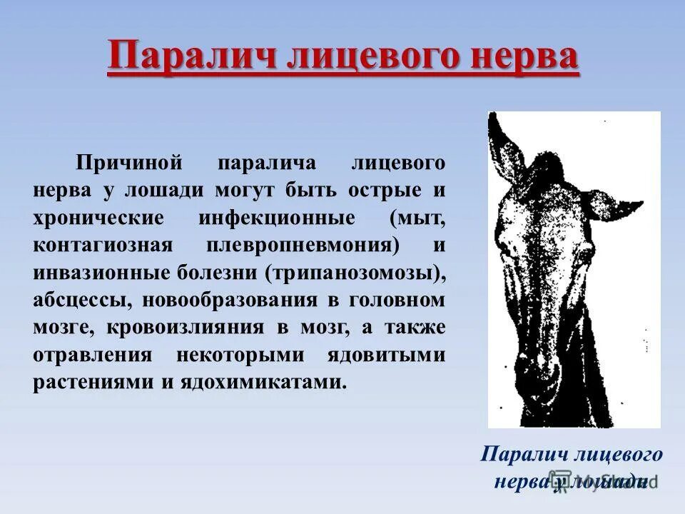 Разновидности паралича. Паралич лицевого нерва у лошади. Паралич сканворд. Паралич сканворд. Паралич сканворд.
