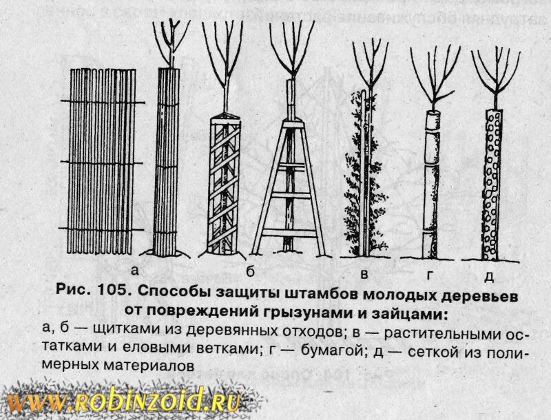 Схема защиты деревьев при строительстве. Ограждение для саженцев деревьев. Защита стволов деревьев при строительстве. Защита деревьев от снега. Защищает растение от механических повреждений