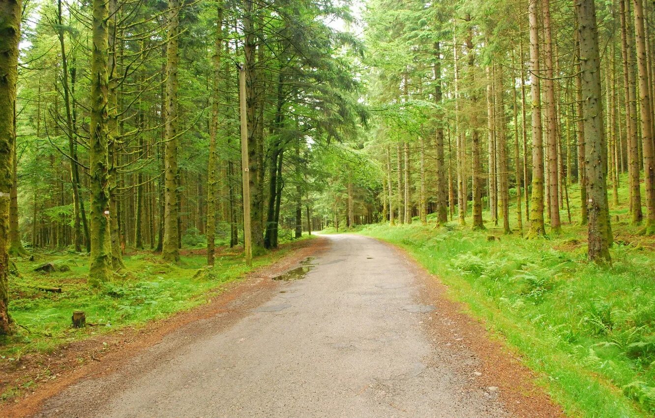 Дорога ведет в лес. Лесная дорога. Дорога в лесу. Лесные дороги. Дорога в хвойном лесу.