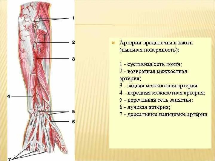 Правая лучевая артерия. Топографическая анатомия лучевой артерии. Передний межкостный нерв предплечья. Задняя межкостная артерия предплечья. Передняя межкостная артерия предплечья.