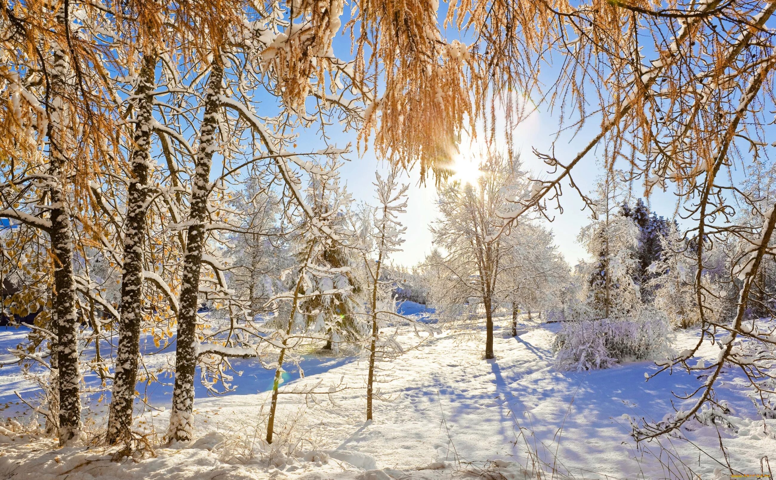 Солнечный зимний день. Зима солнце. Февральский пейзаж. Ясный зимний день.