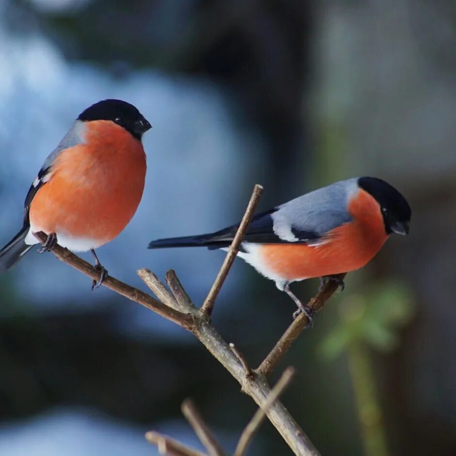 Снегирь кардинал. Снегирь папа. Снегирь обыкновенный фото. Белогрудый снегирь. Снегирь (pyrrhula sp) бурятия.
