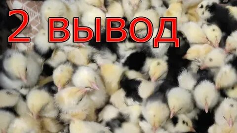 Инкубатор цыплята видео