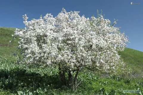 Седая яблоня