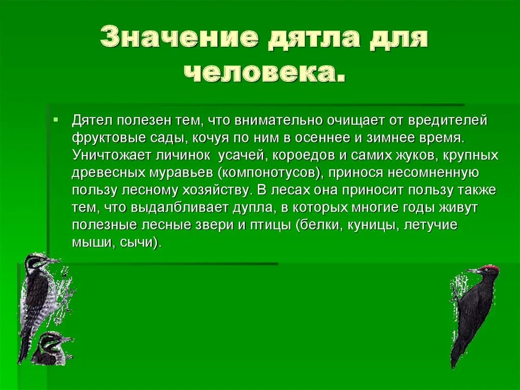 Что обозначает дятел. Значение дятлообразных. Значение дятла в природе и для человека.