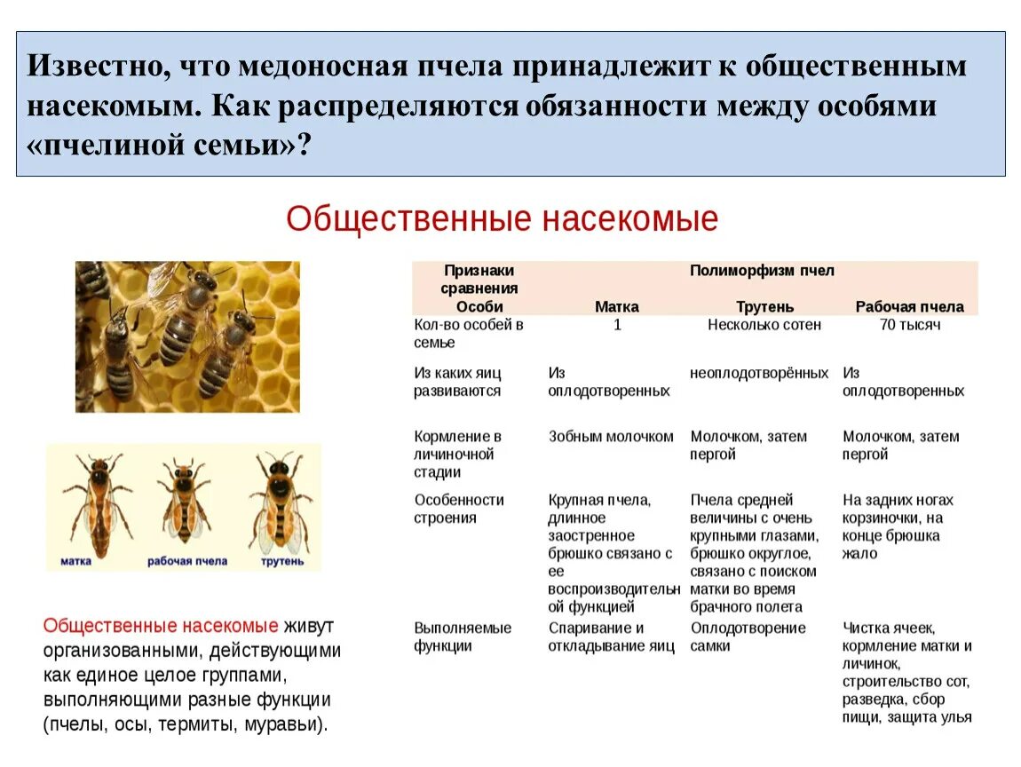 Функции личинки. Общественные насекомые пчелы и муравьи. Общественные насекомые пчёлы строение рабочей пчелы. Состав пчелиной семьи схема. Презентация по биологии общественные насекомые пчелы и муравьи.