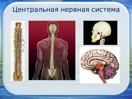 Центр биологических систем