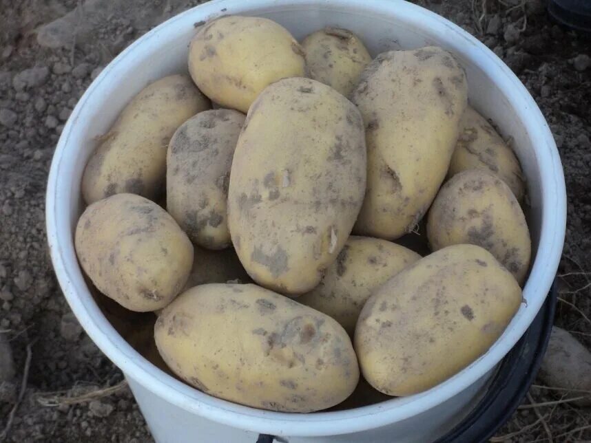 5 популярных сортов картофеля, с белой мякотью... Моя усадьба Дзен