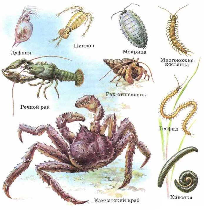 Циклоп краб. Плешаков атлас определитель насекомые. Атлас-определитель 2 класс окружающий мир насекомые. Атлас-определитель 2 класс окружающий мир насекомые пауки. Ракообразные представители.
