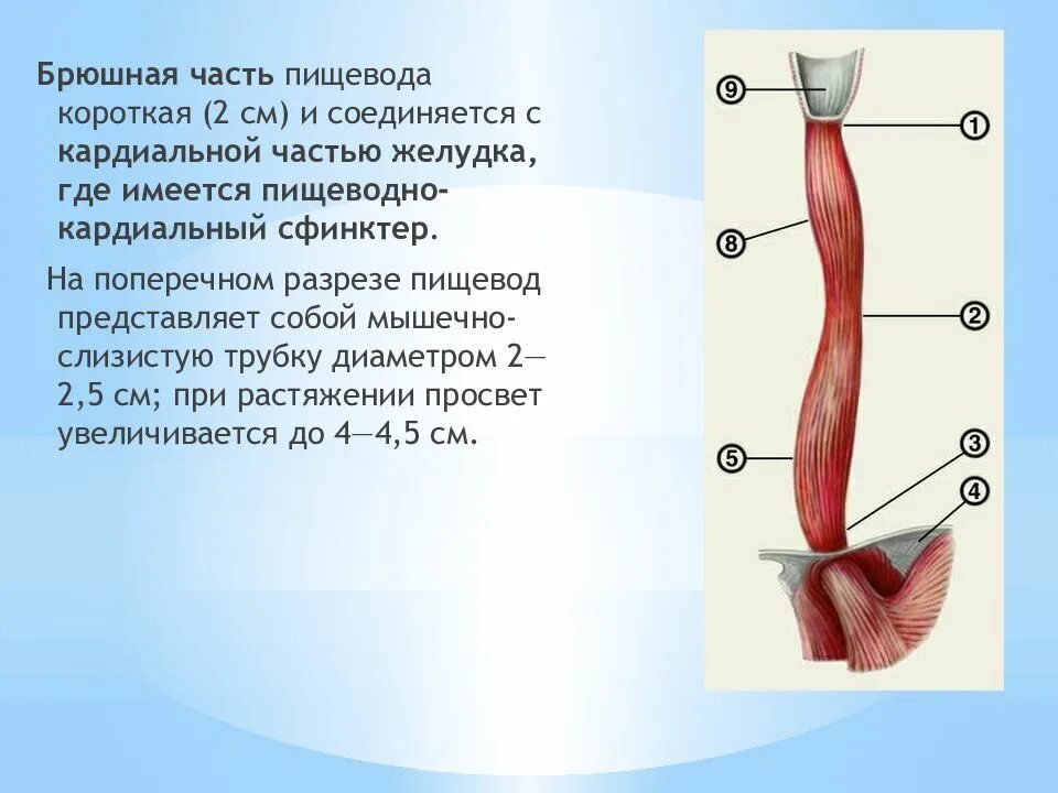 Пищевод топография строение функции. Шейный отдел пищевода анатомия. Анатомические сужения пищевода. Дискомфорт в груди при гэрб. Схема анатомических отделов пищевода.