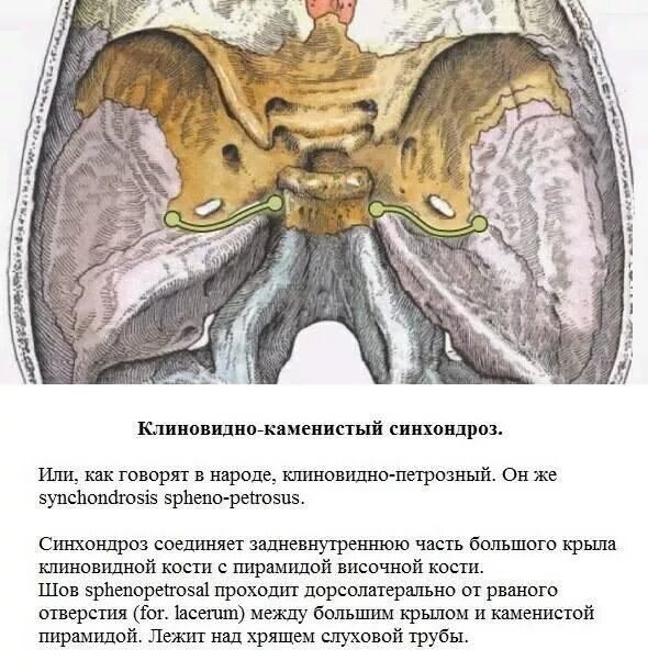 Анатомия клиновидной кости на кт. Клиновидная кость на черепе сбоку. Сфеноокципитальный синхондроз. Клиновидно затылочная. Клиновидная и затылочная кость анатомия.