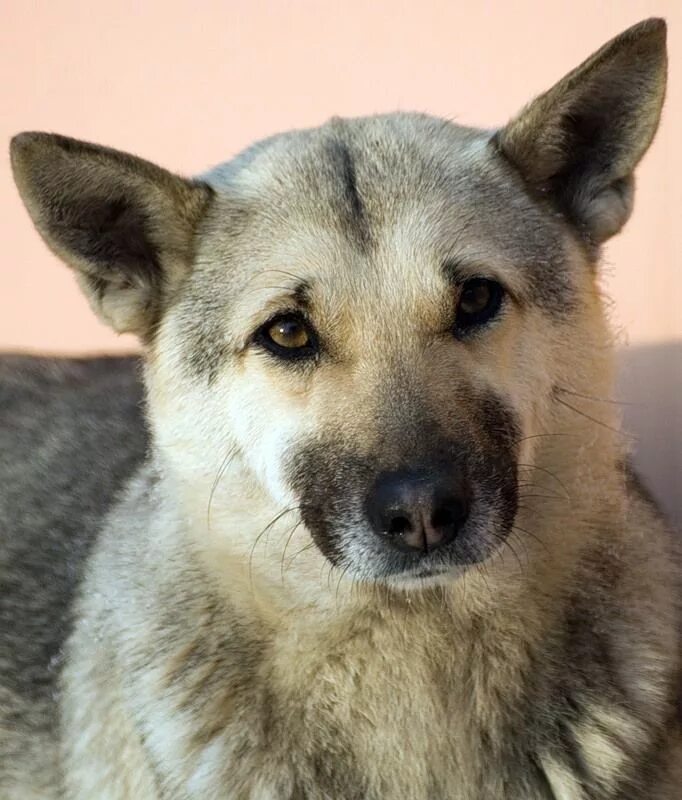 Остроухий дог. Немецкие доги в древности. Немецкий дог в стойке. Пепельный доберман. Дог х.