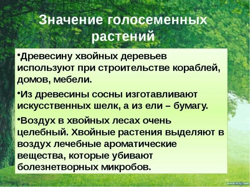 Значение голосеменных растений. Значение голосеменный. Значение голосеменных растений в природе и жизни человека. Роль хвойных растений в природе