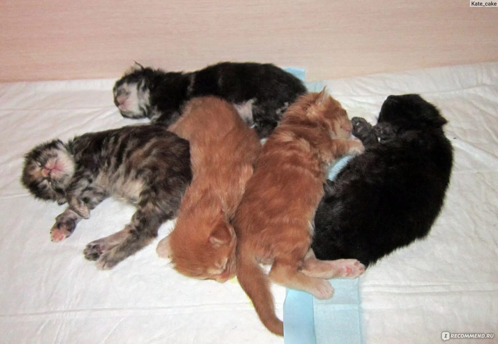 Рябой кот. Котенок в тапке. Котик в маленьких тапочках. Кому киса приносит. Кому киса приносит.