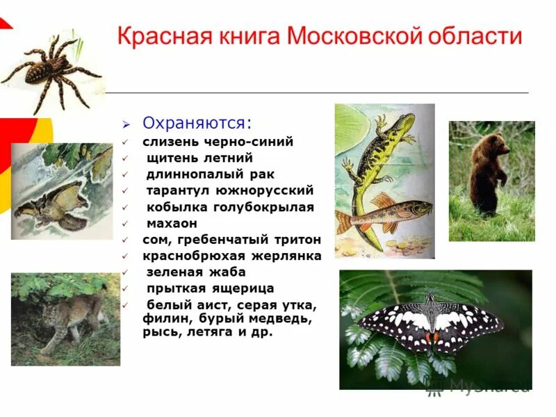 животные подмосковья занесенные в красную книгу. редкие животные московской области. красная книга московской области. растения и животные подмосковья занесенные в красную книгу. какие животные внесены в красную книгу москвы.