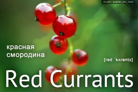 Смородина на английском