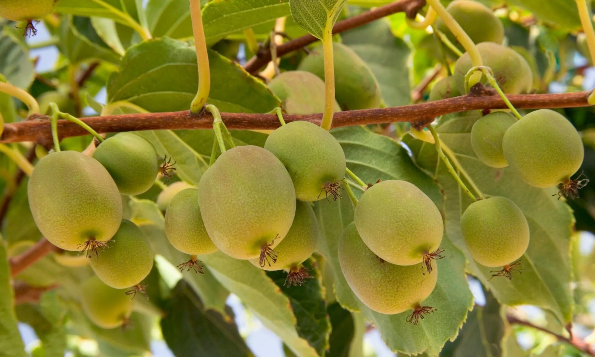 актинидия аргута. киви крыжовник. крыжовник с киви куст. айскро мороженое. киви крыжовник.