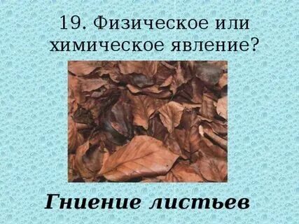 Гниение опавших листьев это. Гниение опавших листьев это