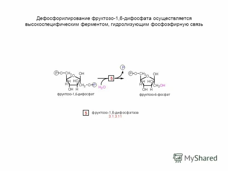 Фруктозо 6 дифосфат. Фруктозо 1 6 дифосфатальдолаза. Фруктозо 1 6 дифосфат. Дефосфорилирование пирувата. Глюкоза 1 6 дифосфат.