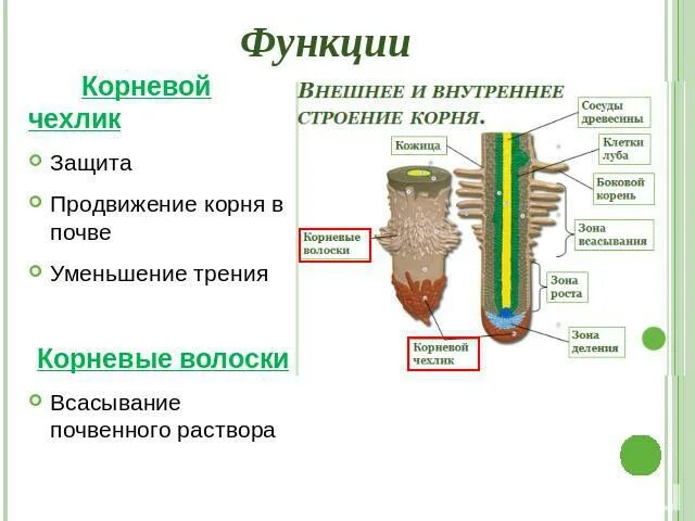 Выполняемая функция зоны