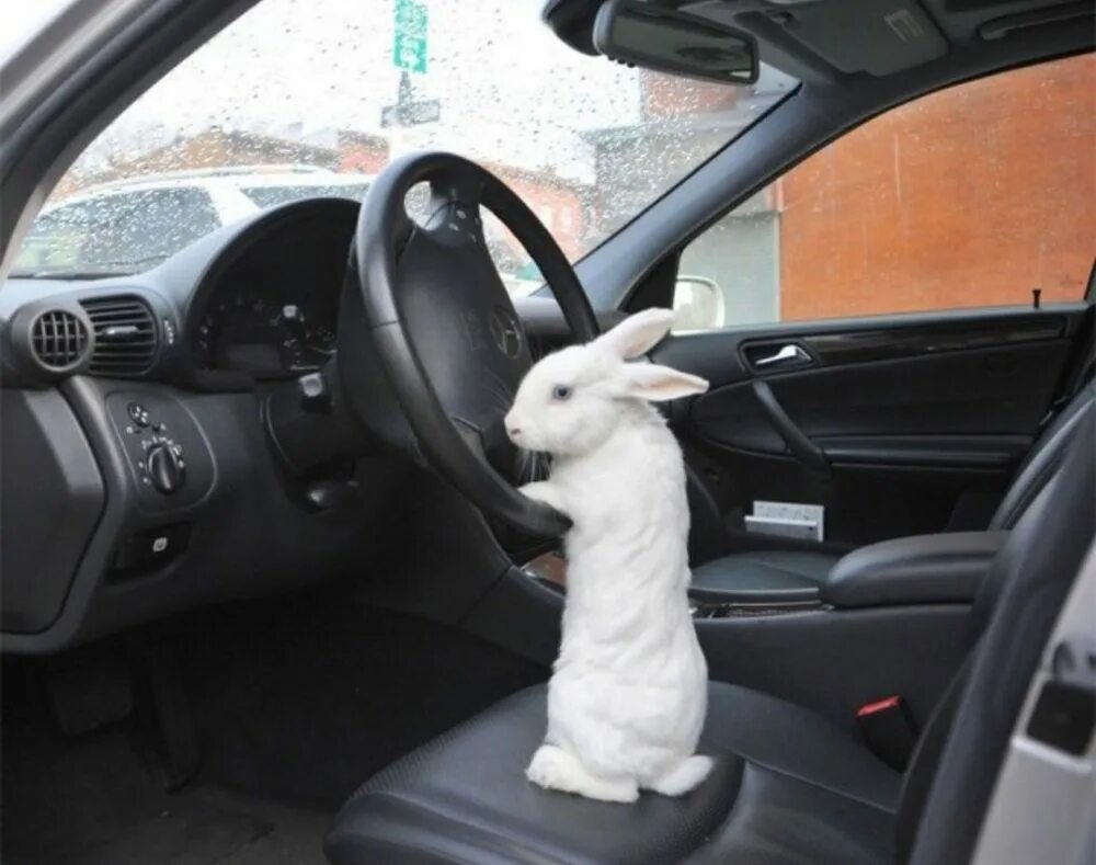 4 have you got a car. Кролик в машине. Заяц за рулем. Зайчик за рулем машины. Машина зайчик.