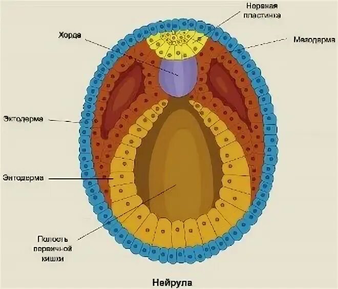 Следующее строение. Зародышевые листки анатомия. Строение нейрулы позвоночных. Строение зародевского листа. Нейрула зародышевые листки.