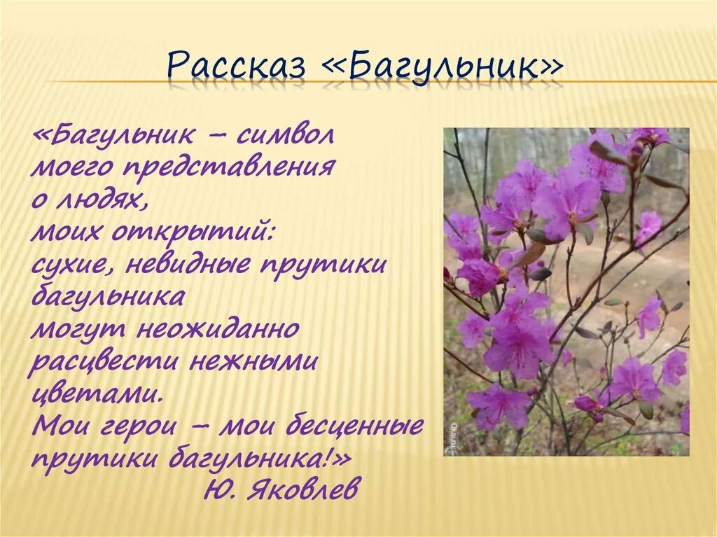 Багульник кратко рассказ