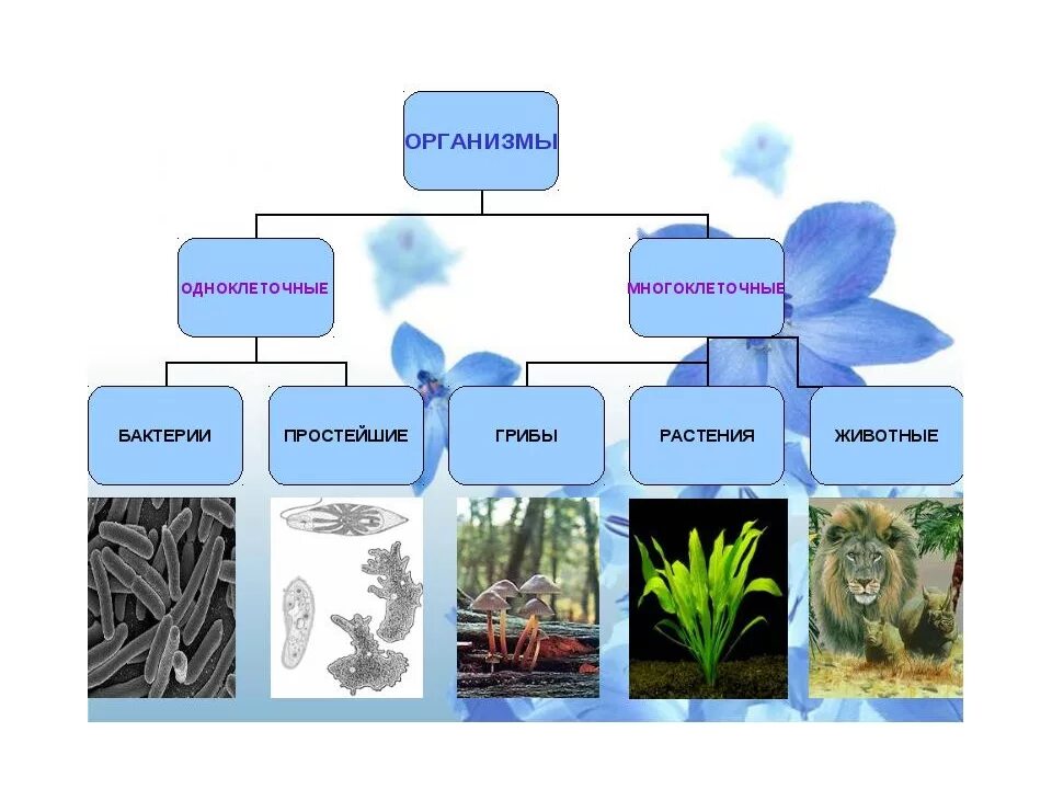 Многообразие живых организмов. Разнообразие организмов 5 класс. Многообразие форм живых организмов. Царства в биологии схема.