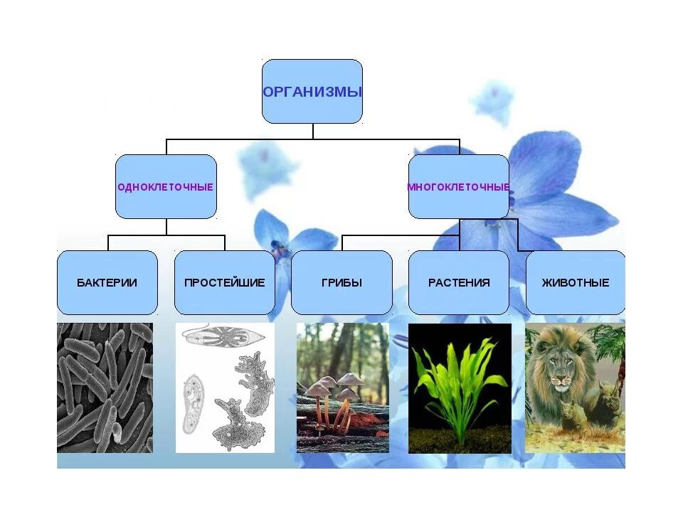 Многообразие живых организмов. Разнообразие организмов 5 класс. Многообразие видов живых организмов. Многообразие живых организмов схема.