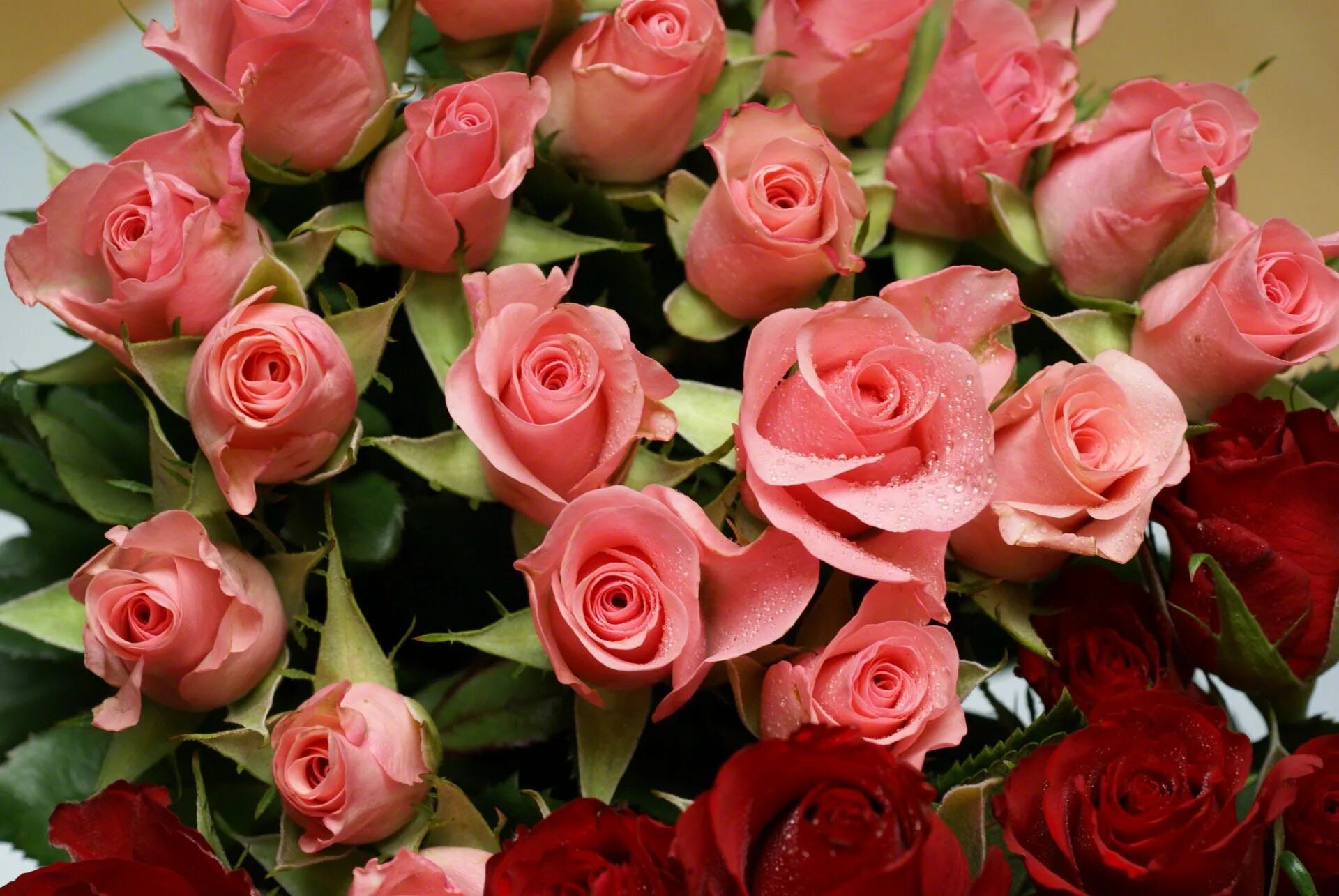 Красивые розы. Красивый букет роз. Шикарные цветы. Шикарный букет роз.