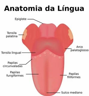 Lingua