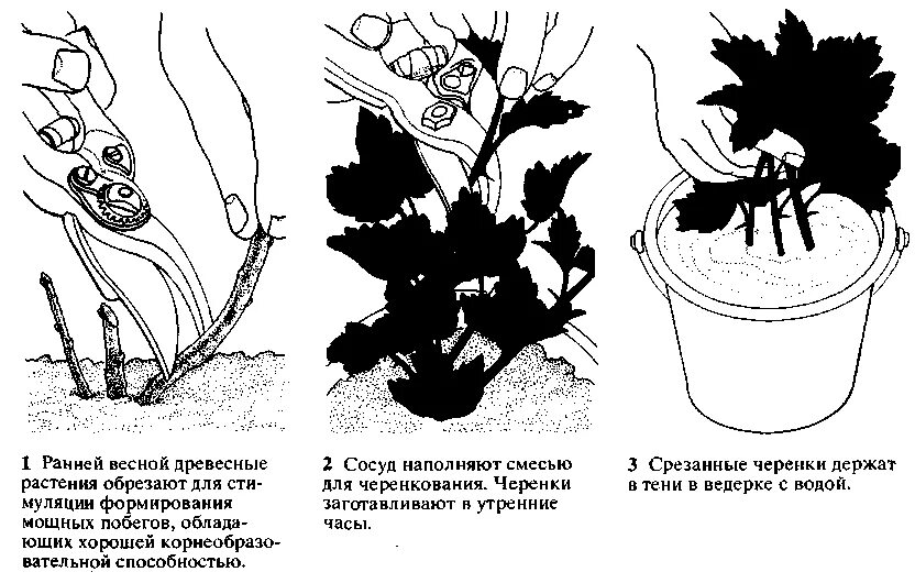 Хризантемы как черенковать в домашних условиях. Черенкование хризантемы мультифлора осенью. Черенкование хризантемы мультифлора. Черенкование мультифлоры осенью. Хризантема мультифлора размножение.