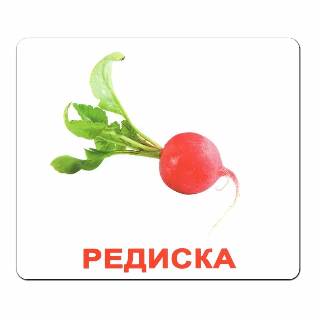 Маленькая редиска