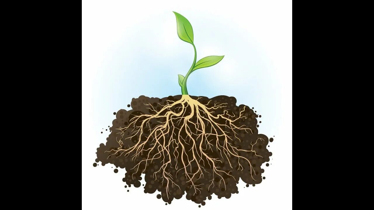 True roots. Цветок с корнем. Корни растения арт. Корень растения значок. Живой мультяшный корень.