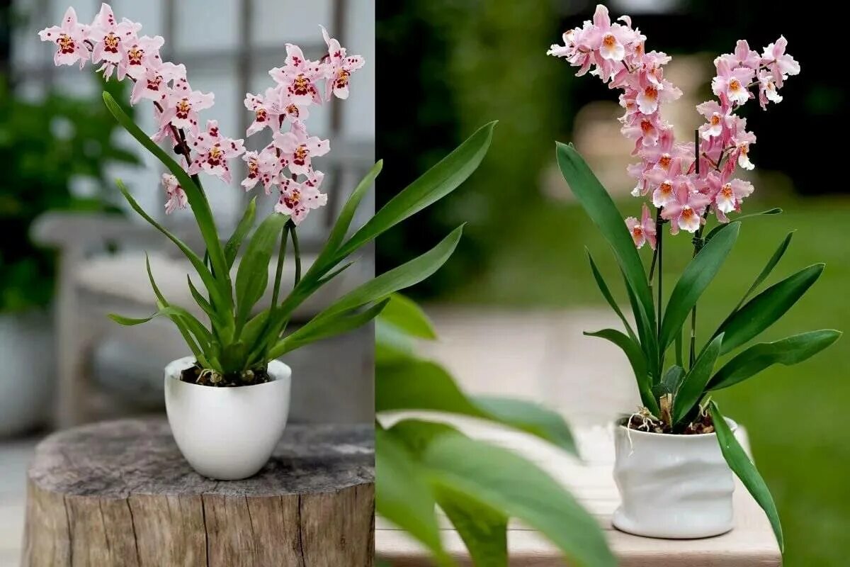Орхидея Камбрия. Орхидея Камбрия микс. Камбрия Орхидея цветы. Растение Орхидея Камбрия. Орхидея камбрия уход