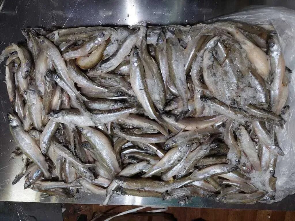 Когда начинают продавать корюшку