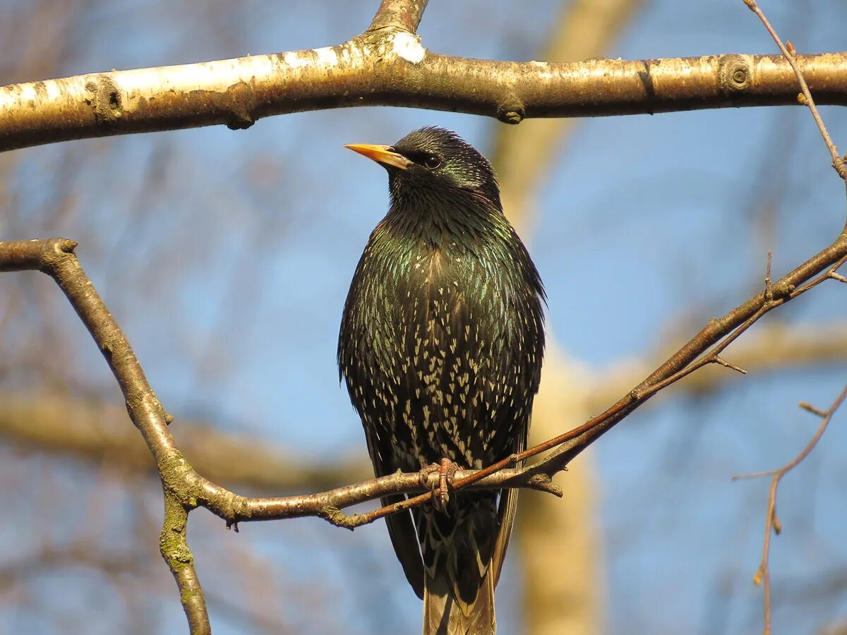 Желтогрудый скворец. Желтогрудый скворец. Обыкновенный скворец. Обыкновенный скворец. Скворцы р.