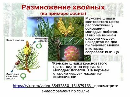 Характеристика голосеменных на примере сосны