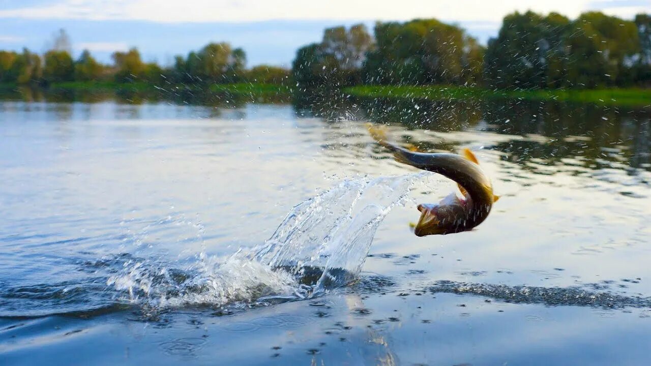 Рыбка плещется в пруду. Рыбки в озере. Рыба в прыжке. Плескается в пруду. Плескается в пруду.