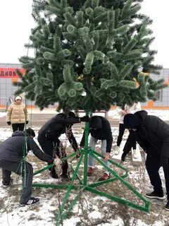 Установят елки